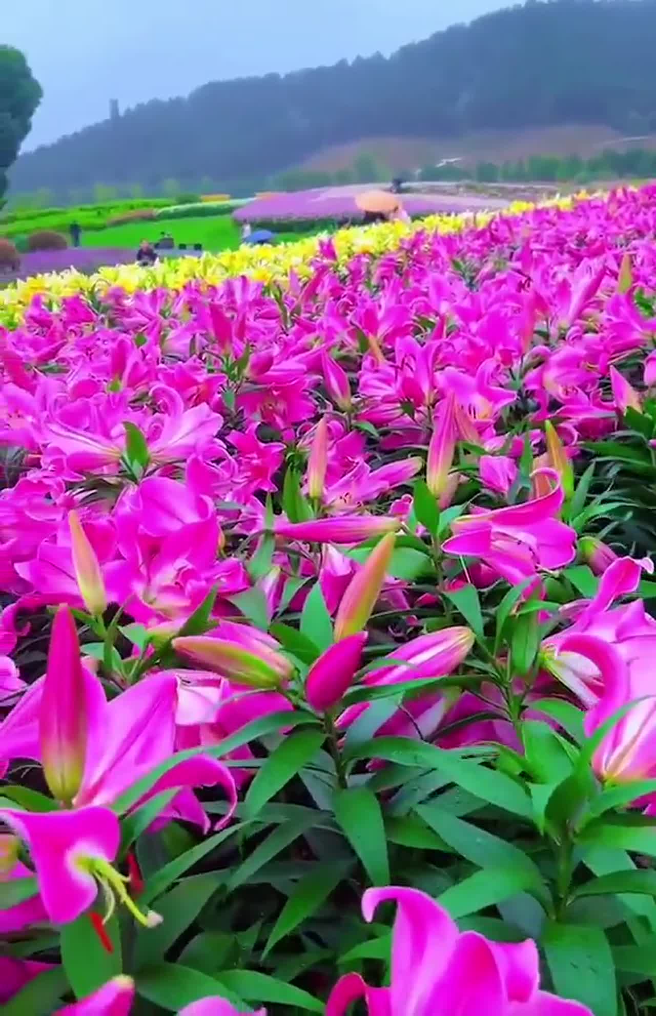 Season of the flower