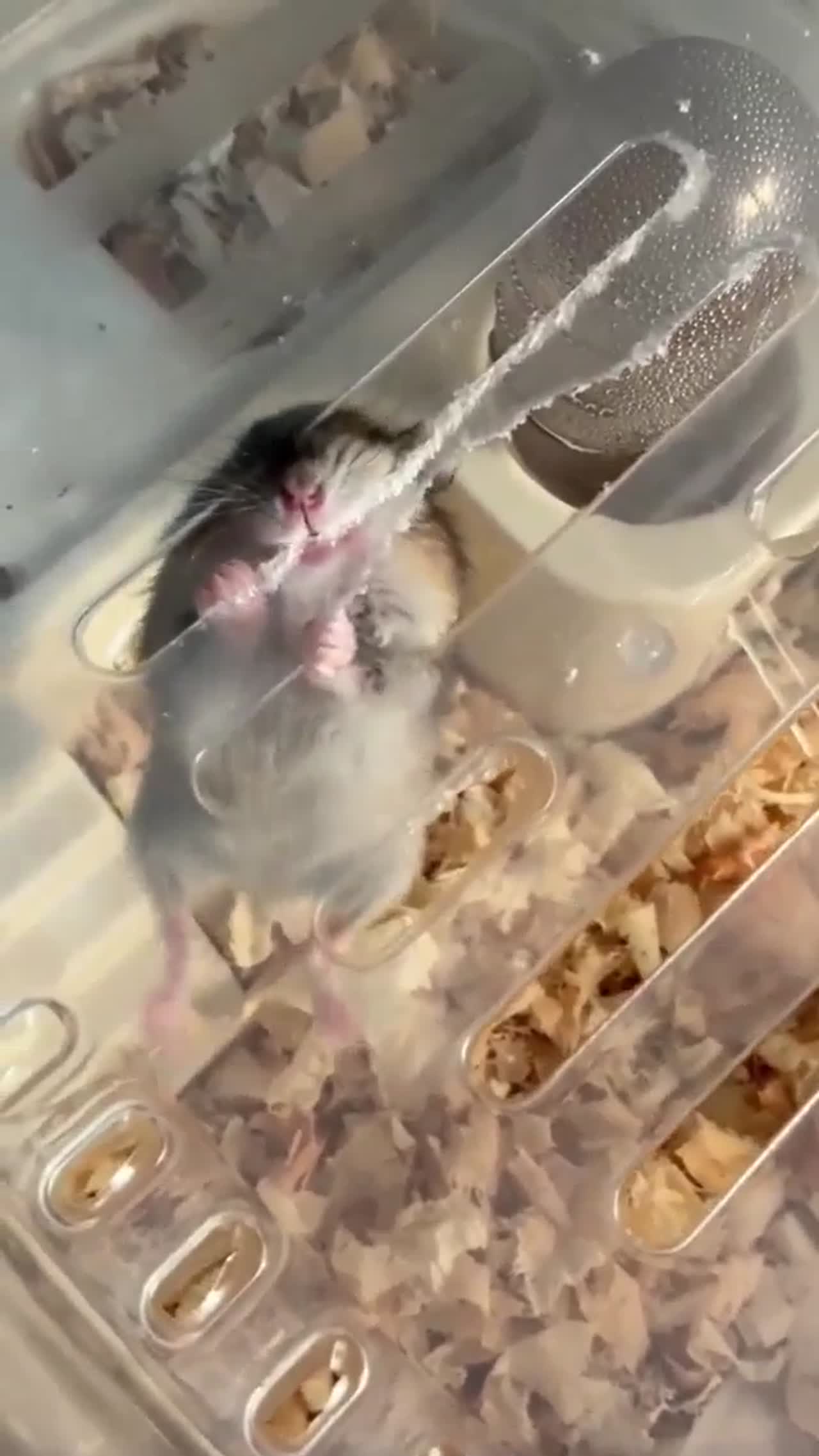 Rats try to get out