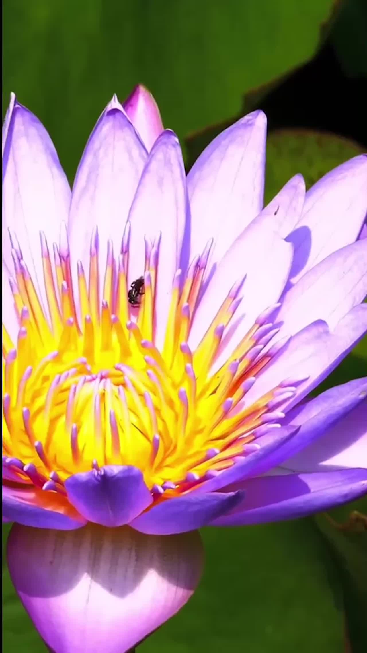 test video
