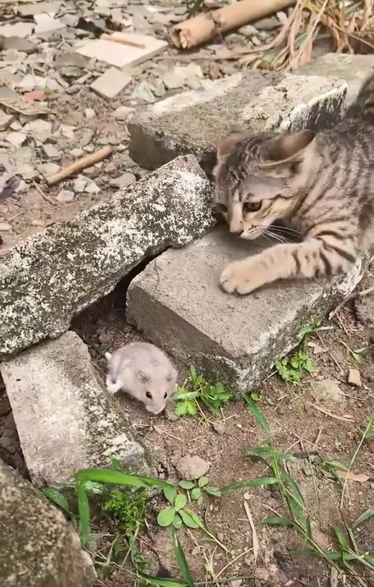 cat chasing rat