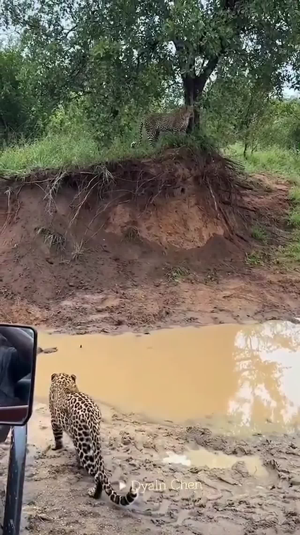 leopard hunting
