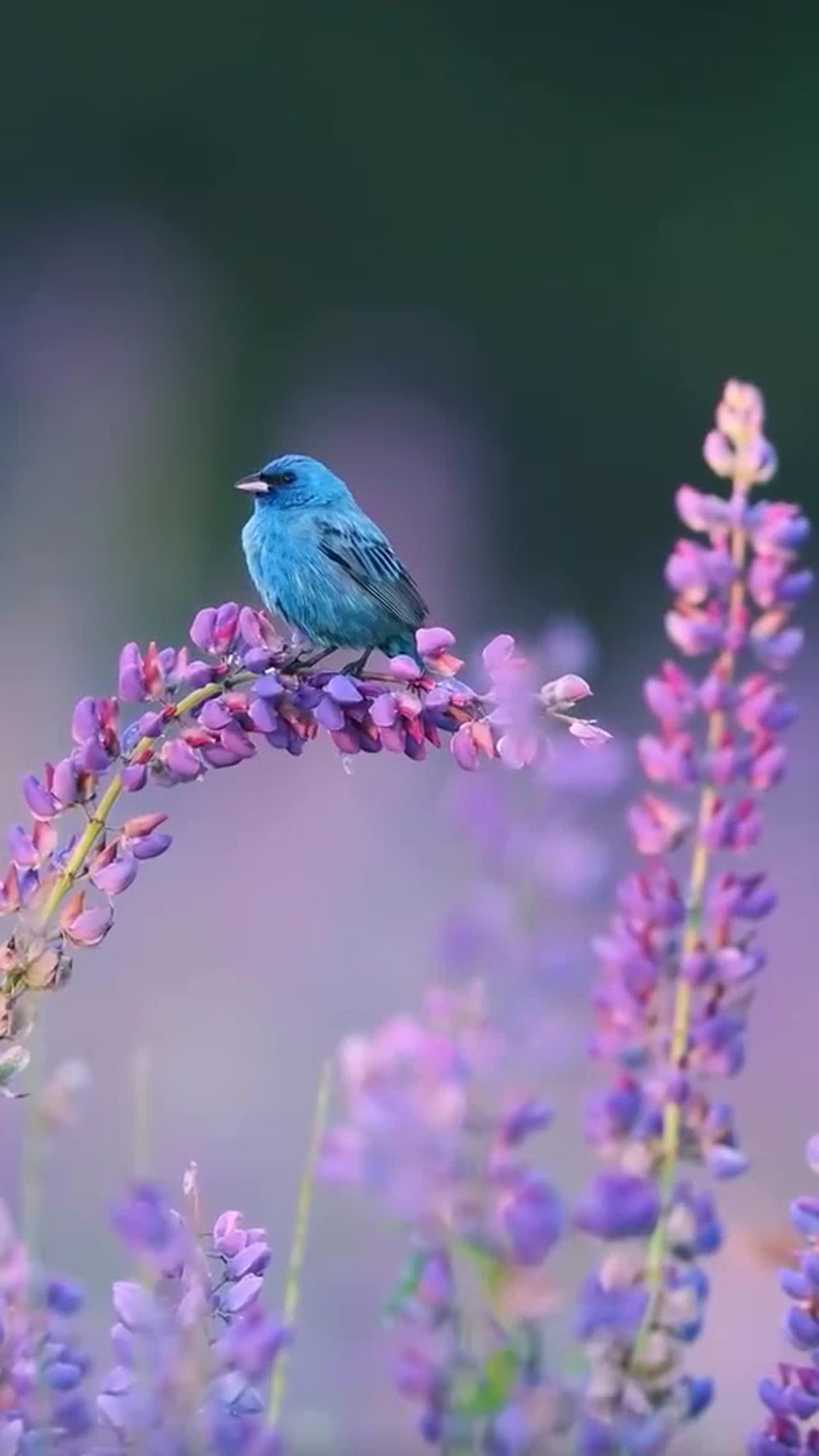 birds