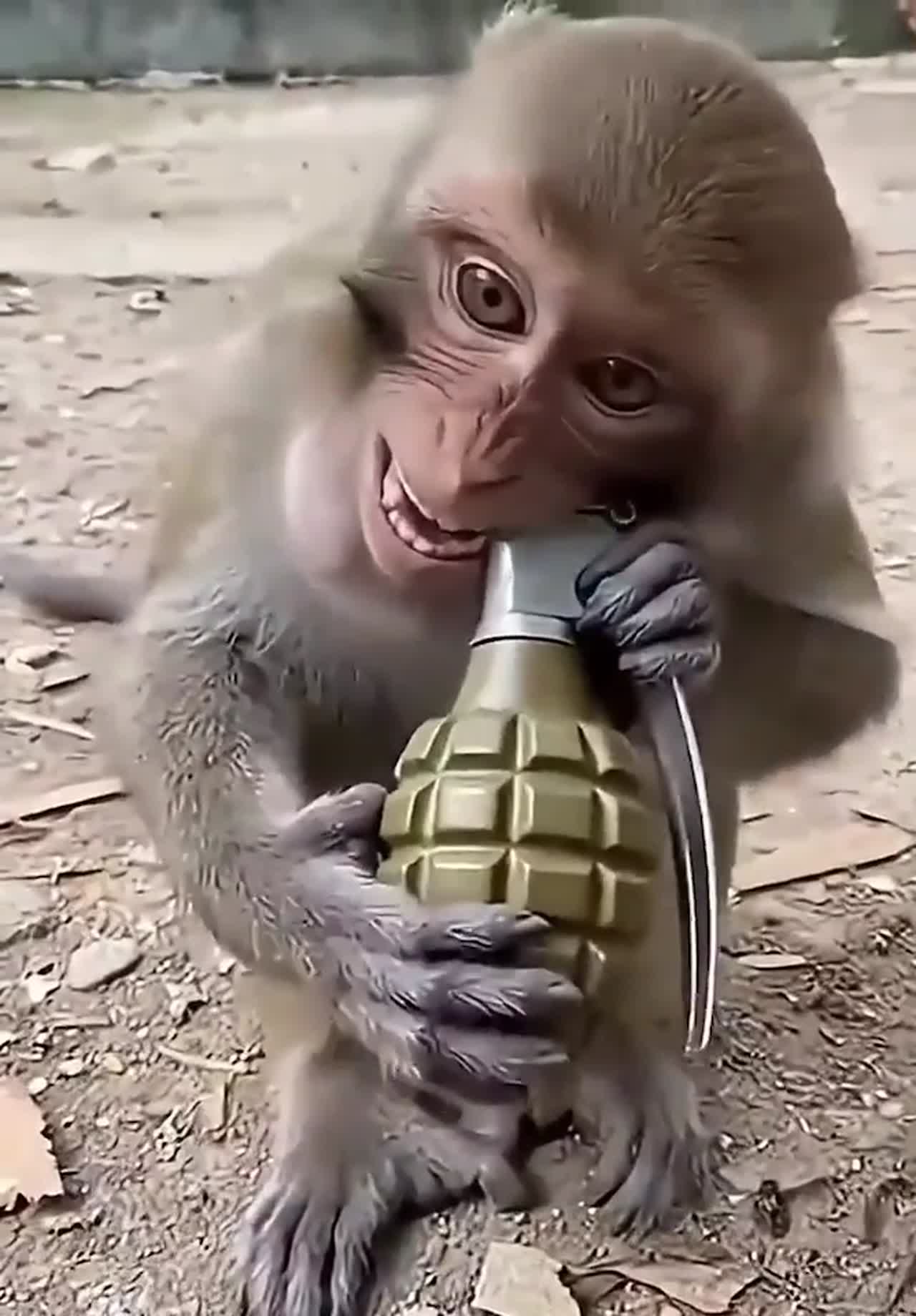 funny monkey
