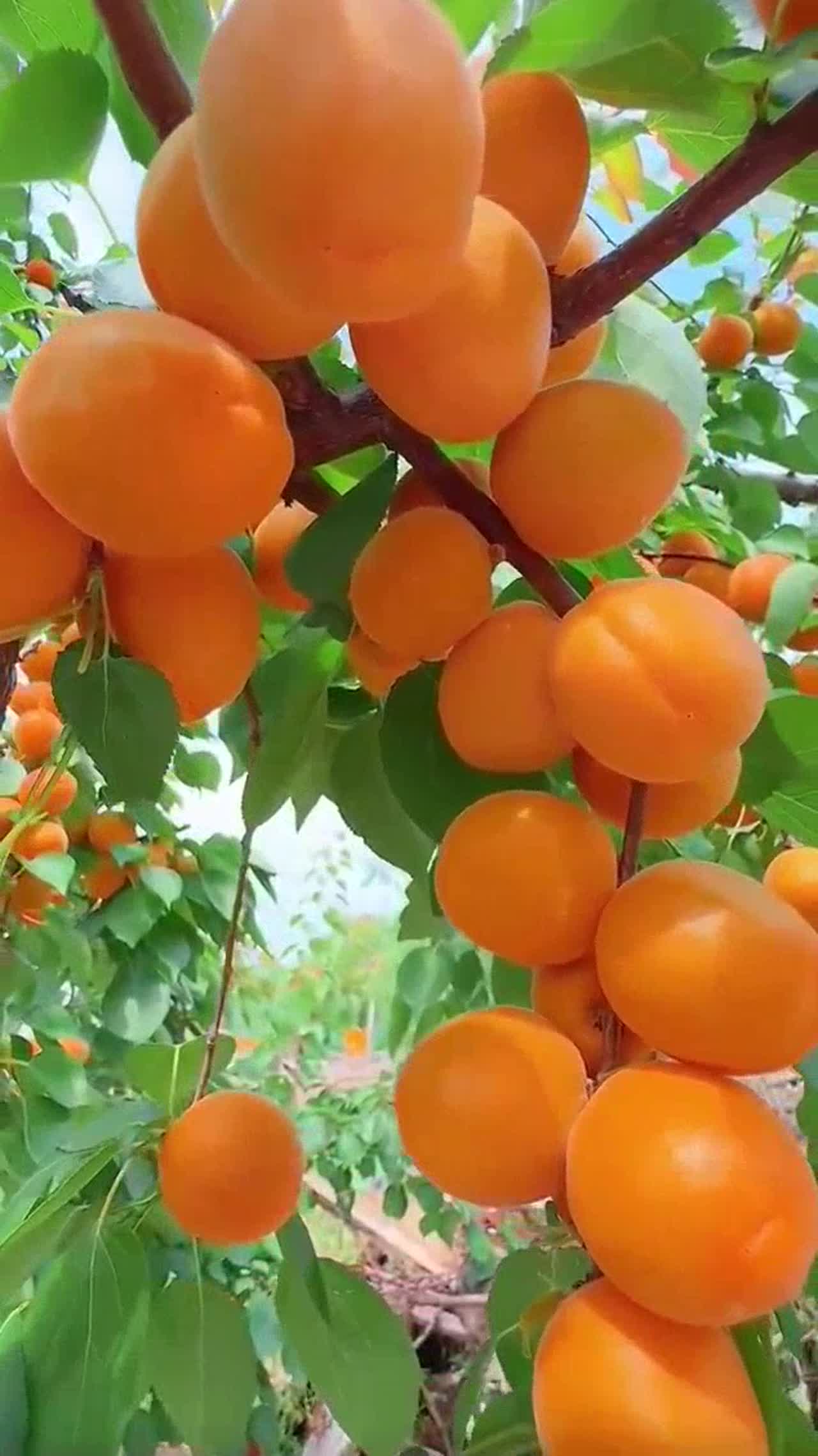 fresh fruits