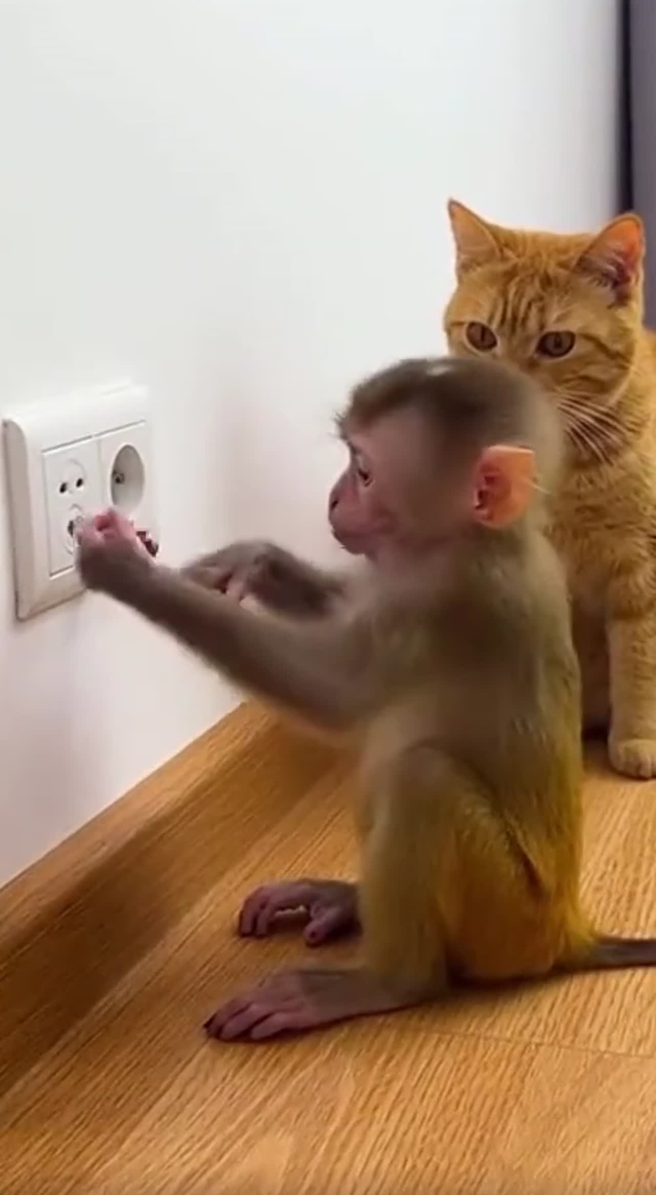 electrician Monkey