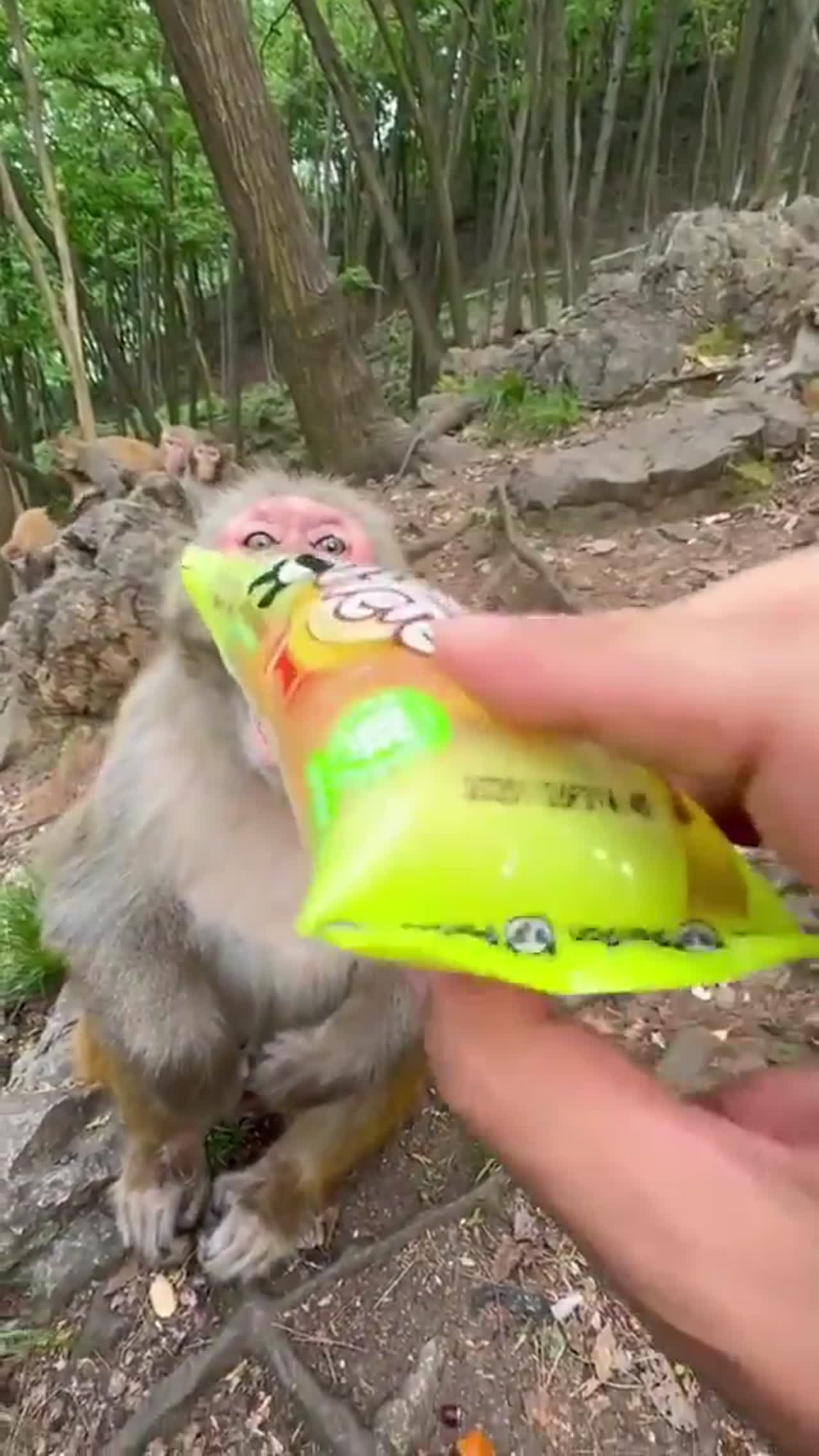 Playing with monkey