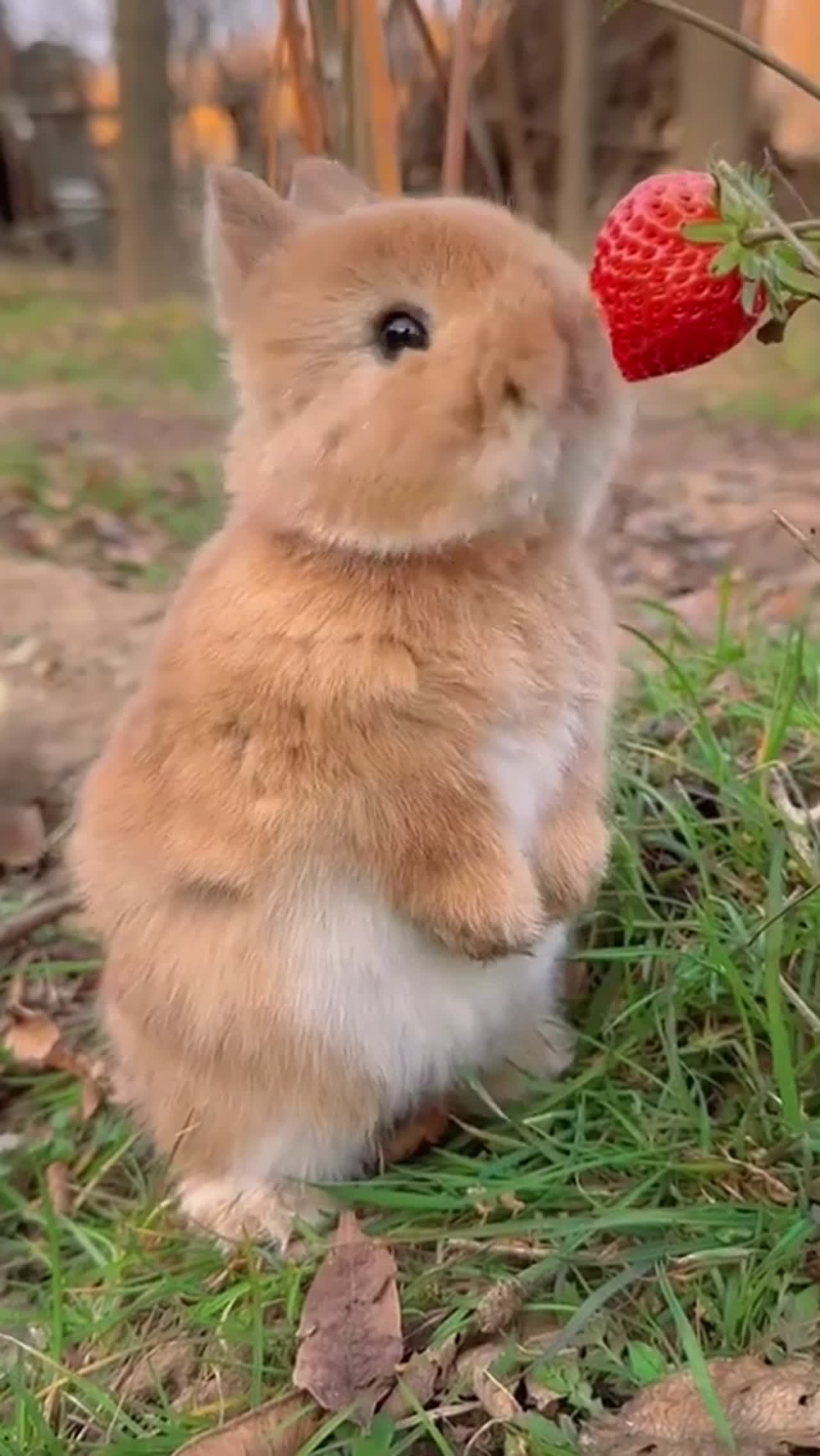 Enjoying eating strawberries