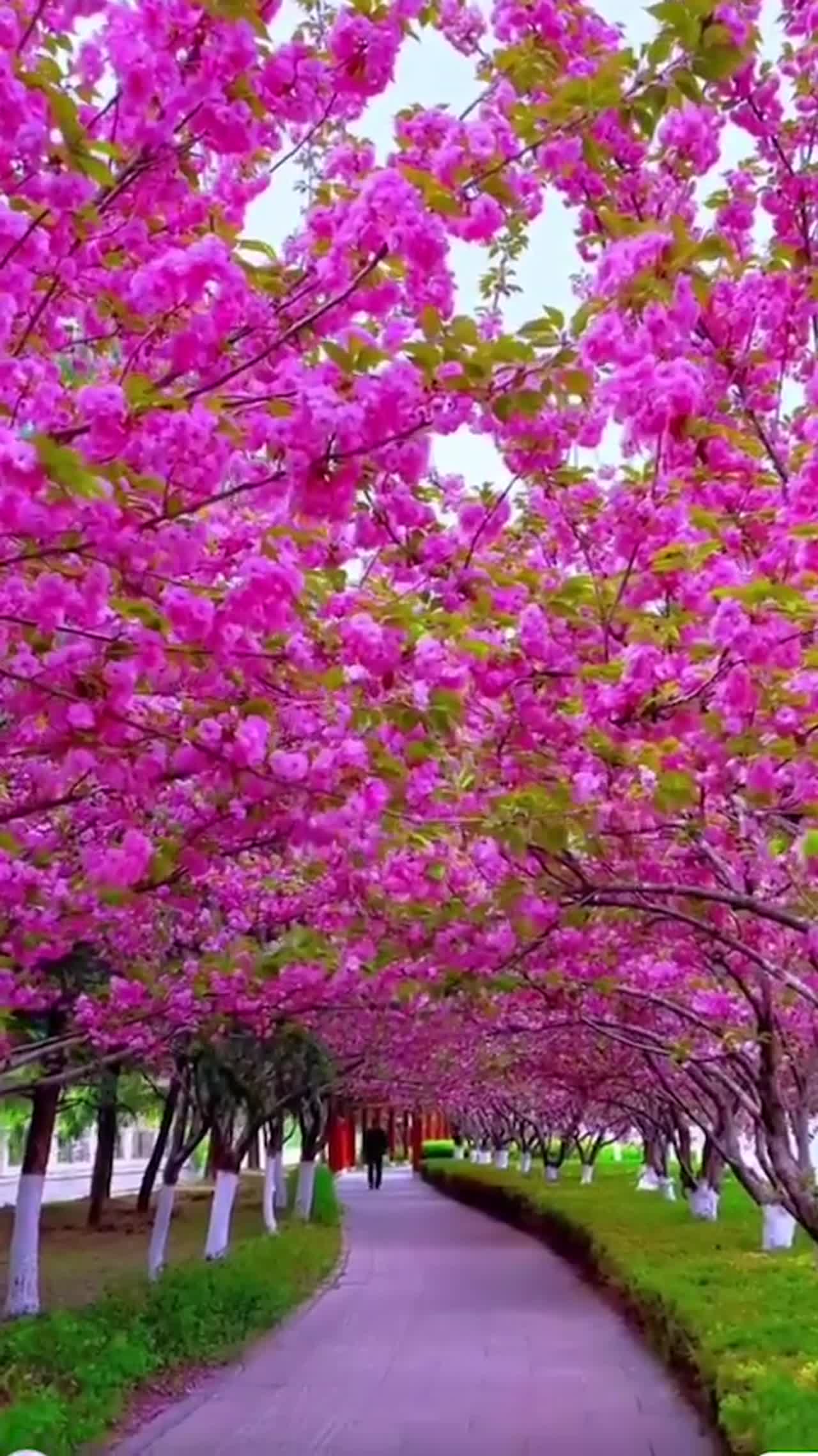 tunnel of flower
