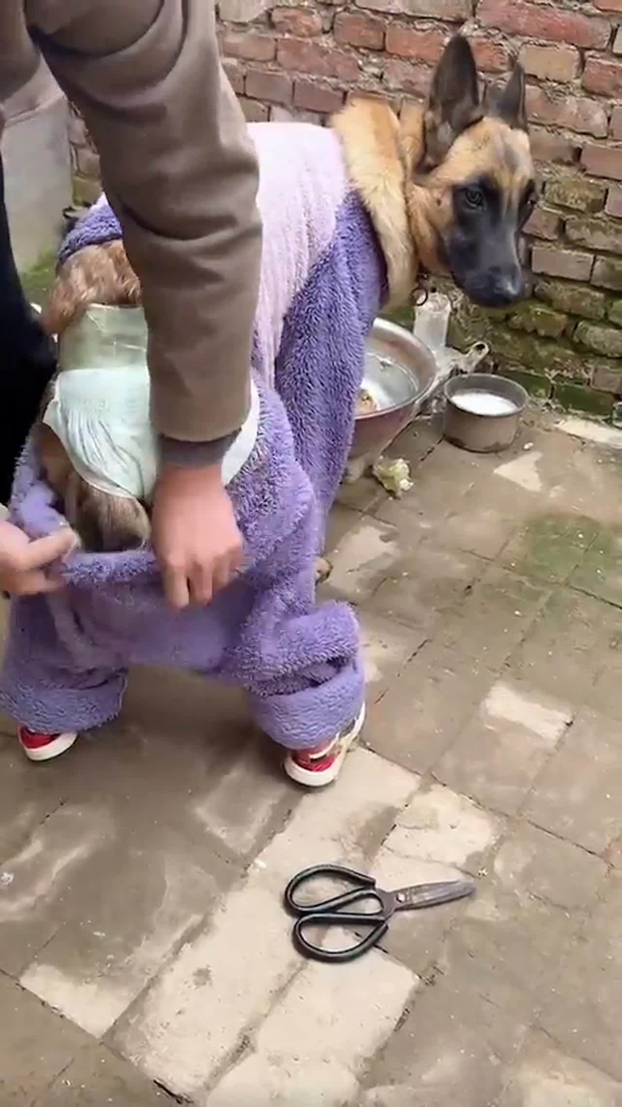 wearing pants to dog