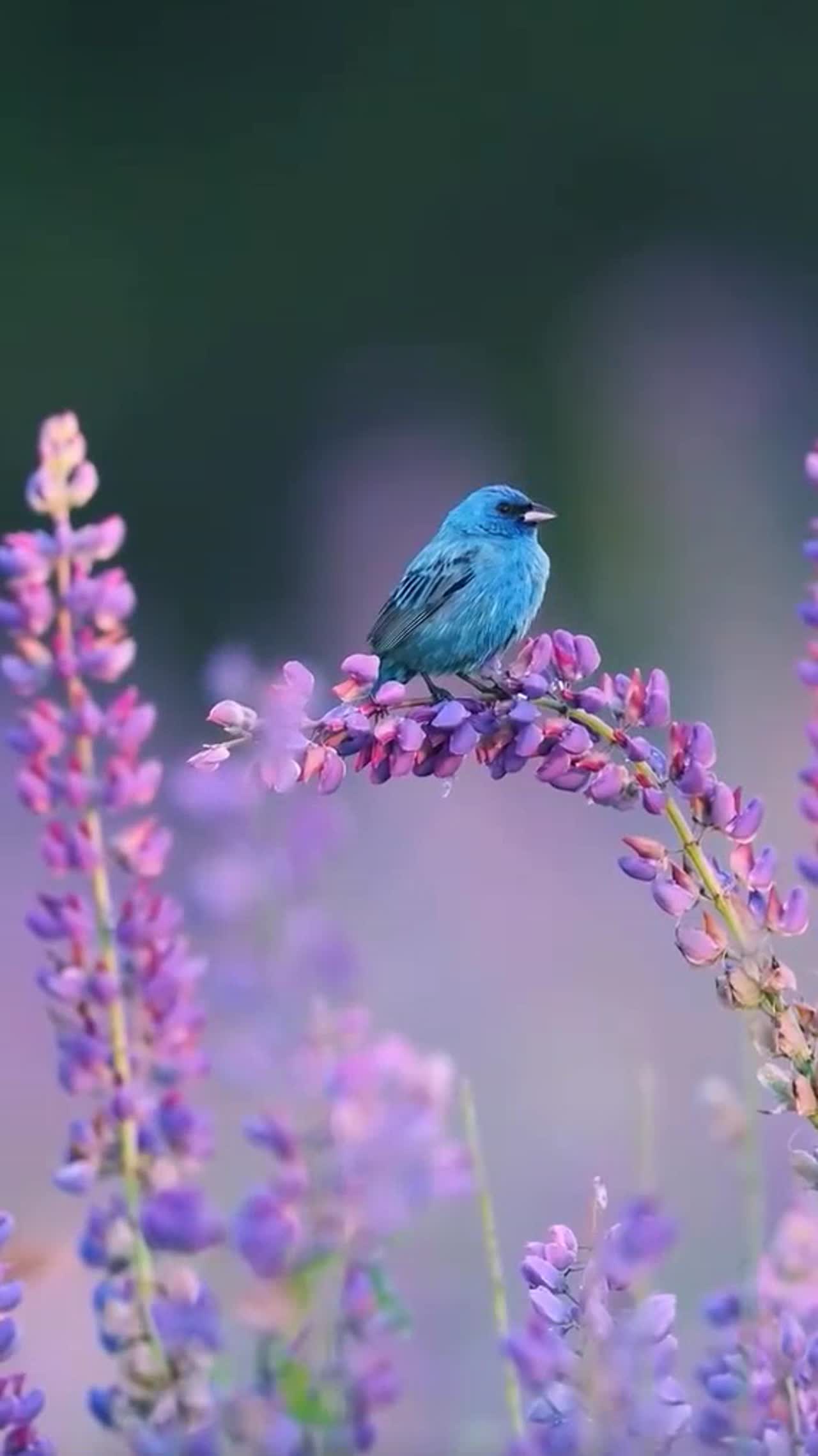 birds