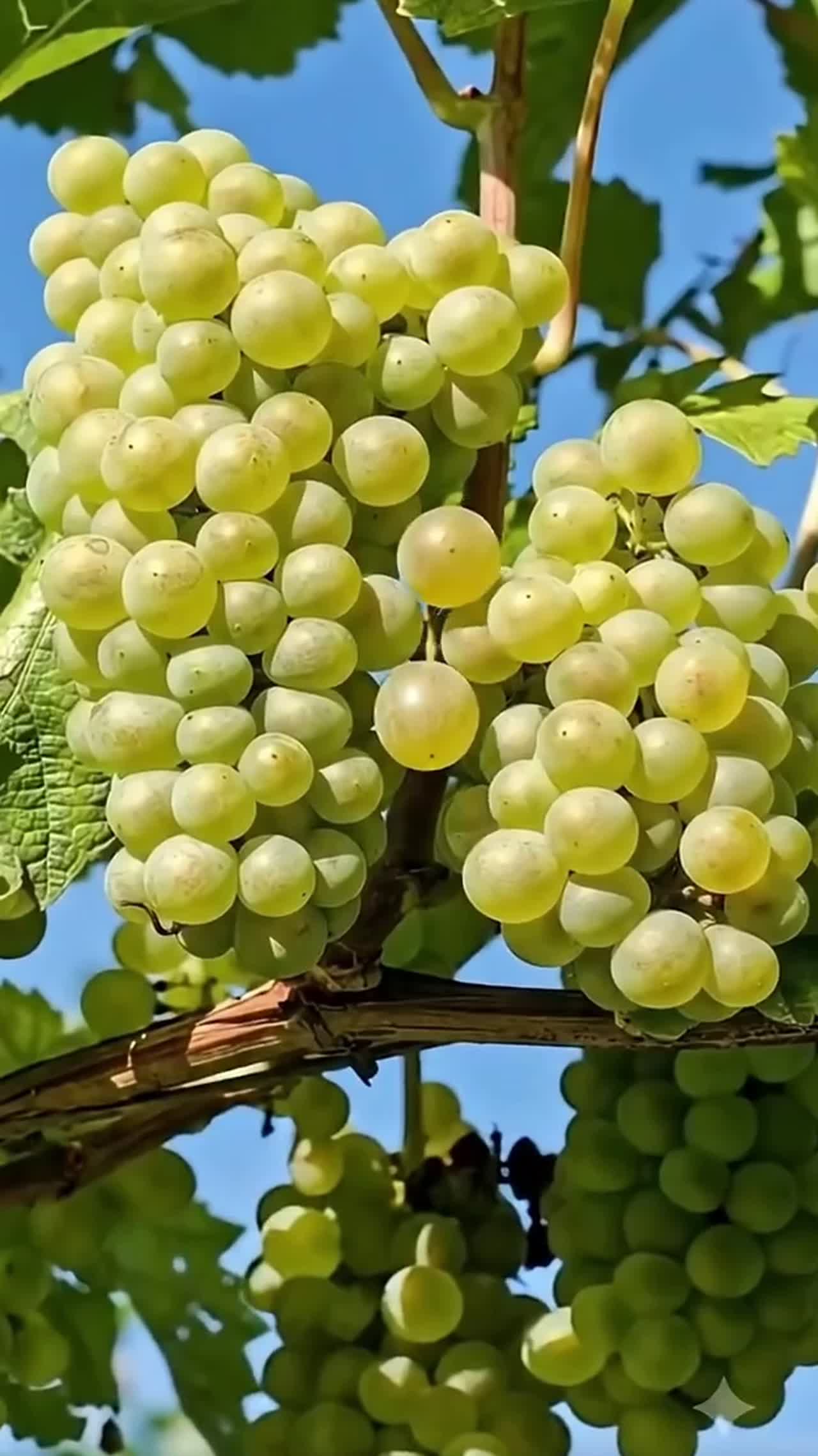 fresh fruits