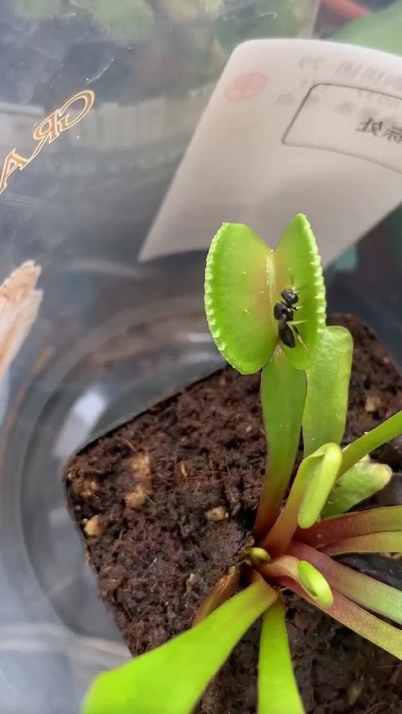 insect eater plant