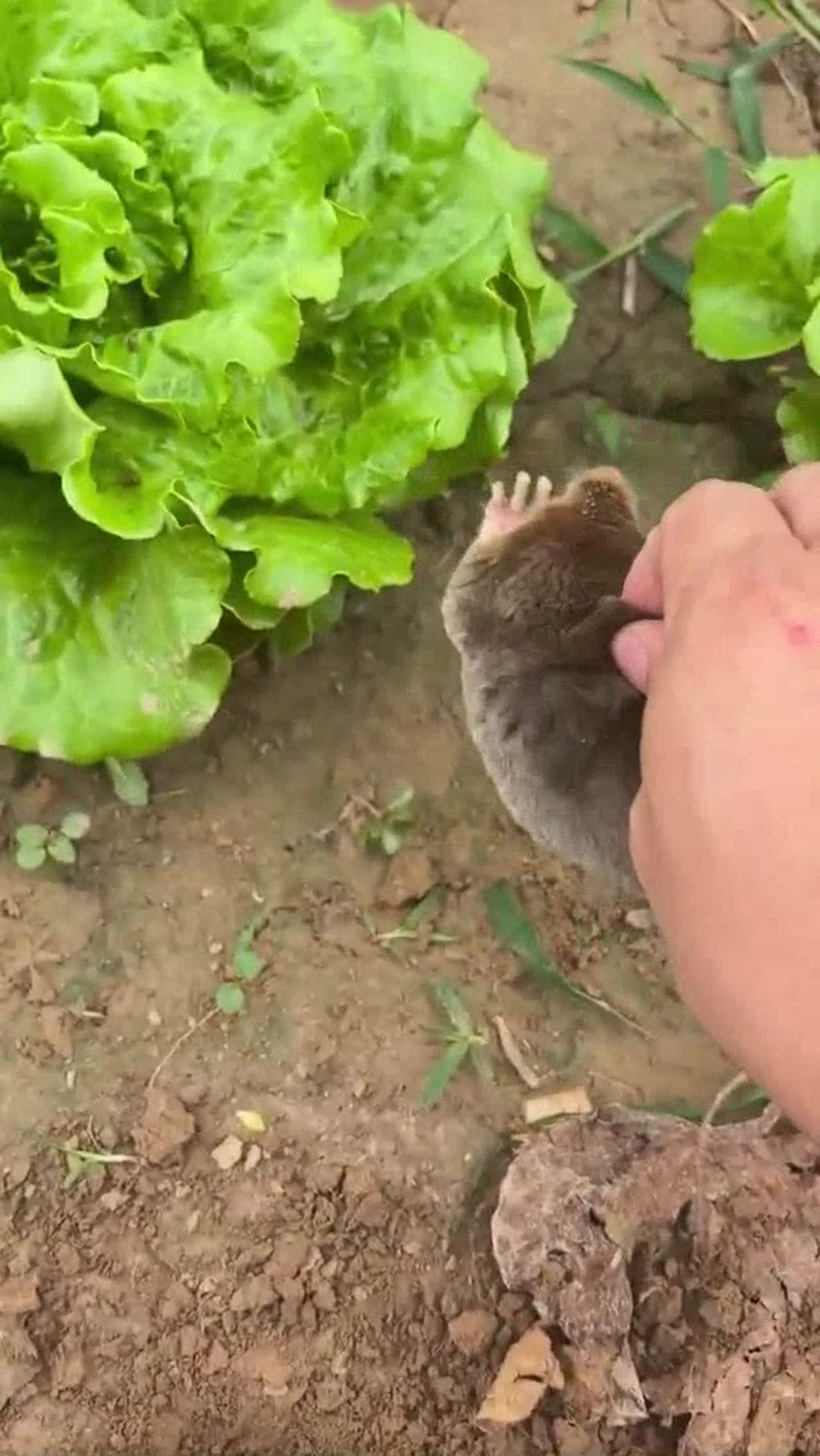 animal