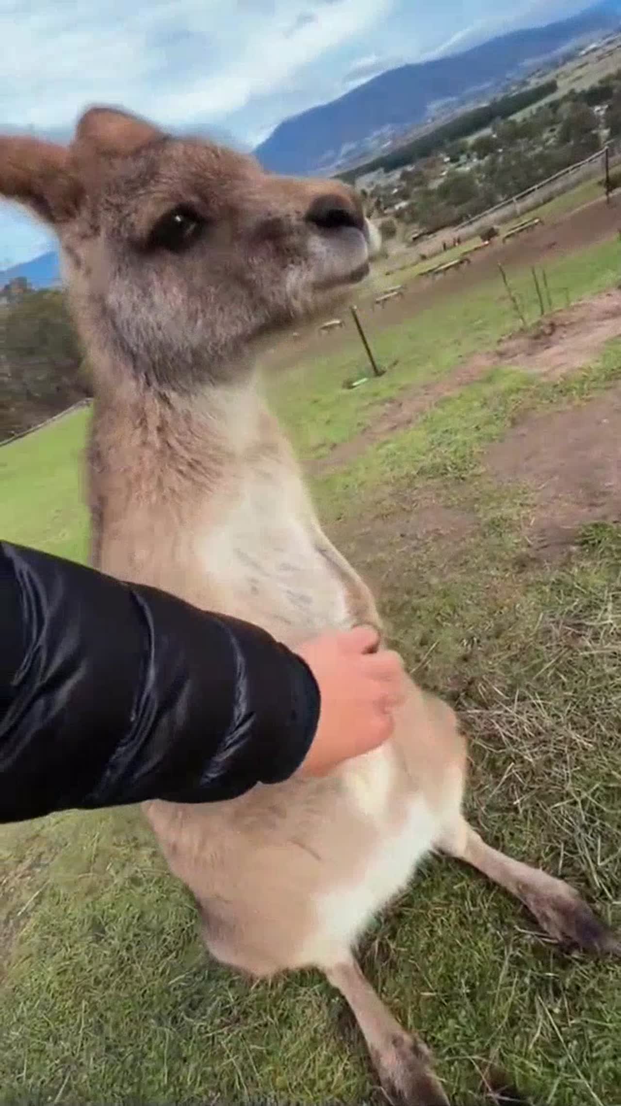 Relaxing animal