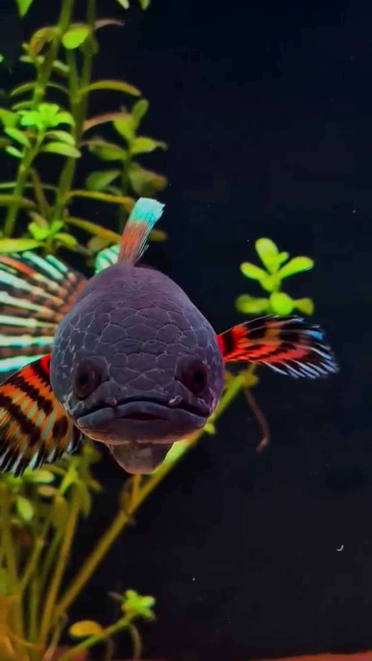 fish